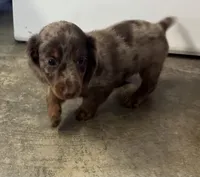 Miniature Dachshund Long hair chocolate dapple, a female Miniature Dachshund for sale in Eads, TN – 4 of 6