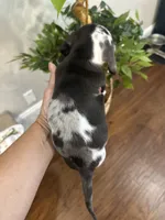 Tiny smooth coat piebald miniature dachshund , a female Miniature Dachshund for sale in Eads, TN – 6 of 7