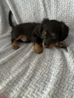Sweet boy!   Long hair Miniature Dachshund, a male Miniature Dachshund for sale in Eads, TN – 5 of 8