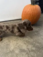 Miniature Dachshund Long hair chocolate dapple, a female Miniature Dachshund for sale in Eads, TN – 5 of 6