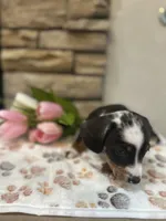 Tiny smooth coat piebald miniature dachshund , a female Miniature Dachshund for sale in Eads, TN – 4 of 7