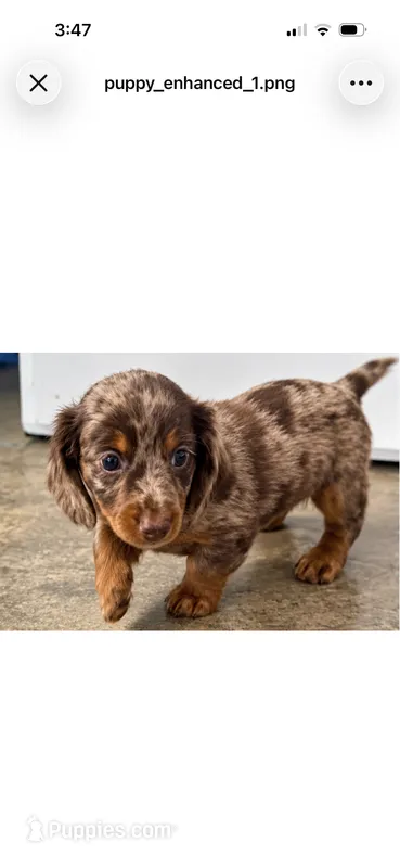 Miniature Dachshund Long hair chocolate dapple – Miniature Dachshund puppy for sale in Eads, TN
