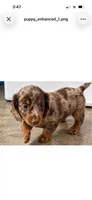 Miniature Dachshund Long hair chocolate dapple, a female Miniature Dachshund for sale in Eads, TN – 1 of 6