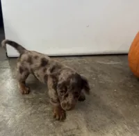 Miniature Dachshund Long hair chocolate dapple, a female Miniature Dachshund for sale in Eads, TN – 3 of 6