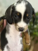 Tiny smooth coat piebald miniature dachshund , a female Miniature Dachshund for sale in Eads, TN – 2 of 7