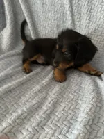 Sweet boy!   Long hair Miniature Dachshund, a male Miniature Dachshund for sale in Eads, TN – 7 of 8