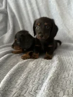 Sweet boy!   Long hair Miniature Dachshund, a male Miniature Dachshund for sale in Eads, TN – 2 of 8