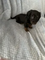 Sweet boy!   Long hair Miniature Dachshund, a male Miniature Dachshund for sale in Eads, TN – 6 of 8