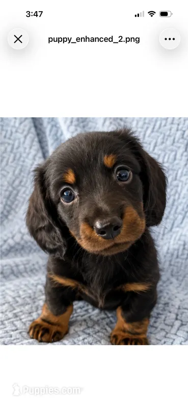 Sweet boy!   Long hair Miniature Dachshund – Miniature Dachshund puppy for sale in Eads, TN