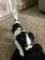Sweetie, a female Cavalier King Charles Spaniel for sale in Rochester, IN – 2 of 2