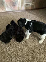 Rosie, a female Cavalier King Charles Spaniel for sale in Rochester, IN – 4 of 5