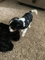 Rosie, a female Cavalier King Charles Spaniel for sale in Rochester, IN – 5 of 5