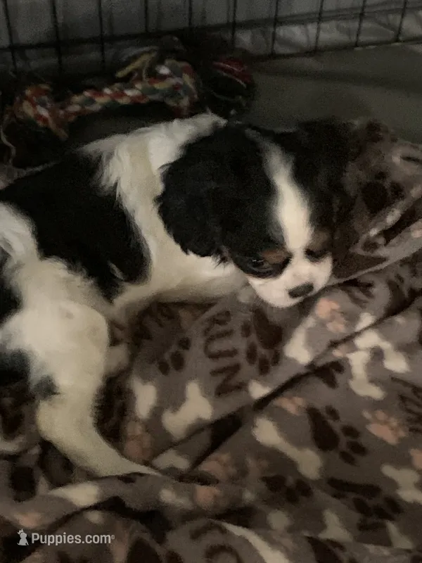 Sweetie – Cavalier King Charles Spaniel puppy for sale in Rochester, IN