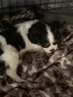 Sweetie, a female Cavalier King Charles Spaniel for sale in Rochester, IN – 1 of 2
