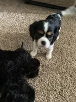 Rosie, a female Cavalier King Charles Spaniel for sale in Rochester, IN – 2 of 5