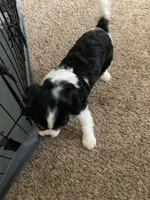 Rosie, a female Cavalier King Charles Spaniel for sale in Rochester, IN – 3 of 5