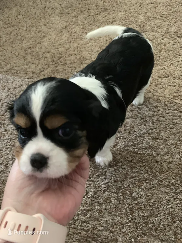 Rosie – Cavalier King Charles Spaniel puppy for sale in Rochester, IN