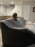 Maemi, a female Cockapoo for sale in Ankeny, IA – Photo 2 of 10