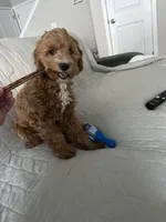 Maemi, a female Cockapoo for sale in Ankeny, IA – Photo 1 of 10