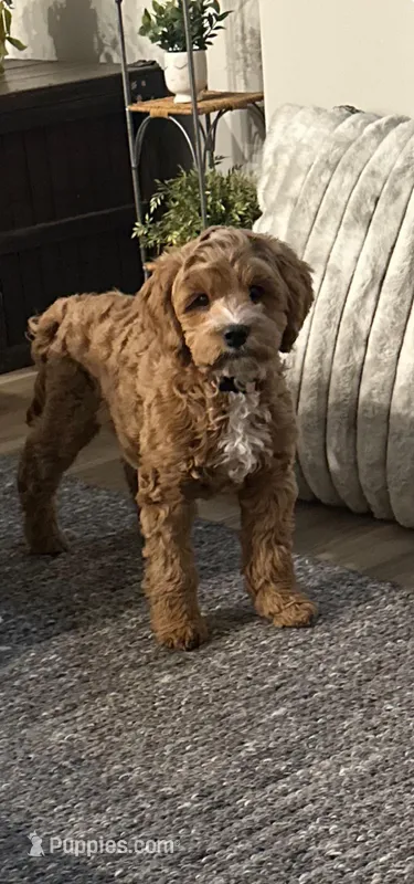 Maemi – Cockapoo puppy for sale in Ankeny, IA