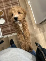 Maemi, a female Cockapoo for sale in Ankeny, IA – Photo 8 of 10