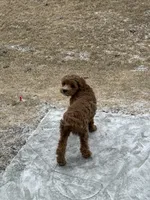 Maemi, a female Cockapoo for sale in Ankeny, IA – Photo 10 of 10