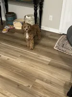 Maemi, a female Cockapoo for sale in Ankeny, IA – Photo 3 of 10
