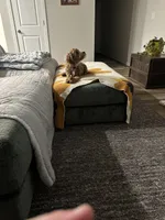 Maemi, a female Cockapoo for sale in Ankeny, IA – Photo 7 of 10