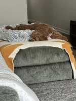 Maemi, a female Cockapoo for sale in Ankeny, IA – Photo 9 of 10