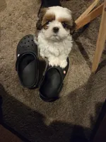 Dillon, a male Shih Tzu for sale in Jacksonville Beach, FL – 4 of 5