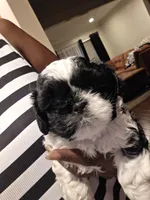 Walker, a male Shih Tzu for sale in Jacksonville Beach, FL – 2 of 7