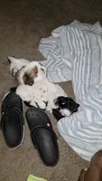 Walker, a male Shih Tzu for sale in Jacksonville Beach, FL – 6 of 7