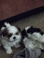 Dillon, a male Shih Tzu for sale in Jacksonville Beach, FL – 2 of 5