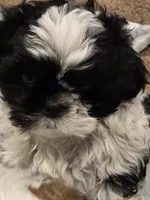 Walker, a male Shih Tzu for sale in Jacksonville Beach, FL – 5 of 7