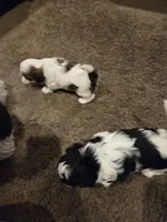 Walker, a male Shih Tzu for sale in Jacksonville Beach, FL – 7 of 7