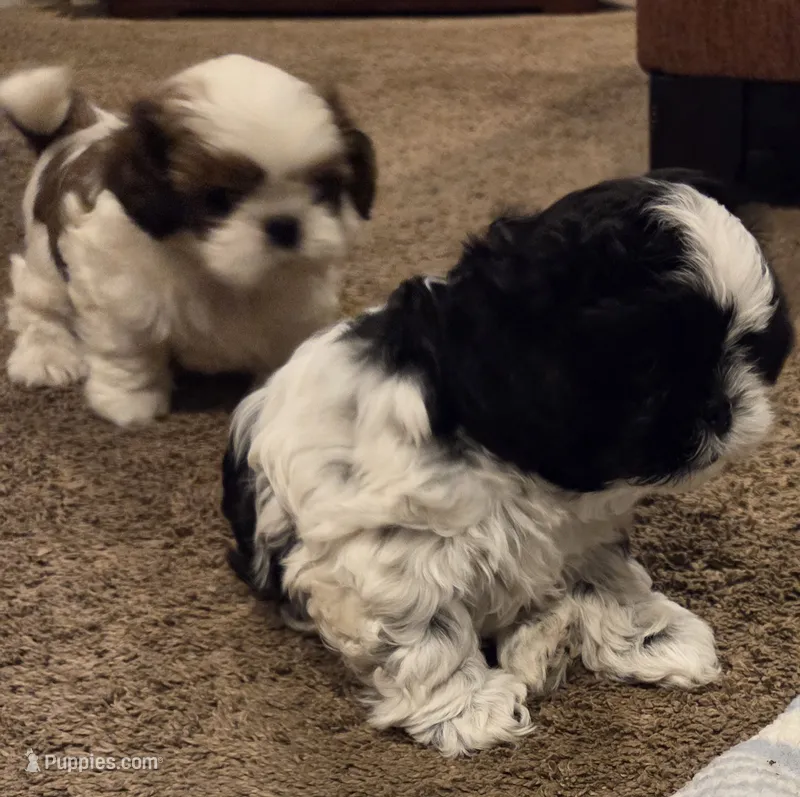 Walker – Shih Tzu puppy for sale in Jacksonville Beach, FL