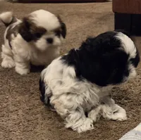Walker, a male Shih Tzu for sale in Jacksonville Beach, FL – 1 of 7