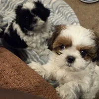 Dillon, a male Shih Tzu for sale in Jacksonville Beach, FL – 1 of 5
