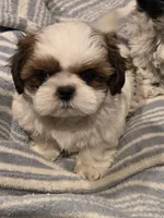 Dillon, a male Shih Tzu for sale in Jacksonville Beach, FL – 3 of 5