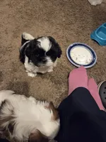 Walker, a male Shih Tzu for sale in Jacksonville Beach, FL – 3 of 7