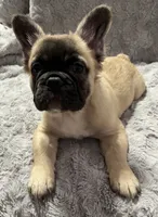 Freddy, a male French Bulldog for sale in Reno, NV – 8 of 8