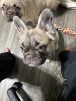 Jason, a male French Bulldog for sale in Reno, NV – 7 of 10