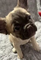 Jason, a male French Bulldog for sale in Reno, NV – 1 of 10