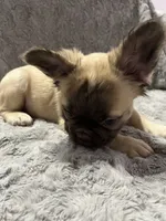 Jason, a male French Bulldog for sale in Reno, NV – 10 of 10
