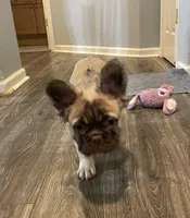 Jason, a male French Bulldog for sale in Reno, NV – 6 of 10