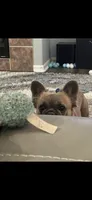 Jason, a male French Bulldog for sale in Reno, NV – 8 of 10