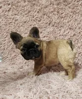 Chucky, a male French Bulldog for sale in Reno, NV – 4 of 6