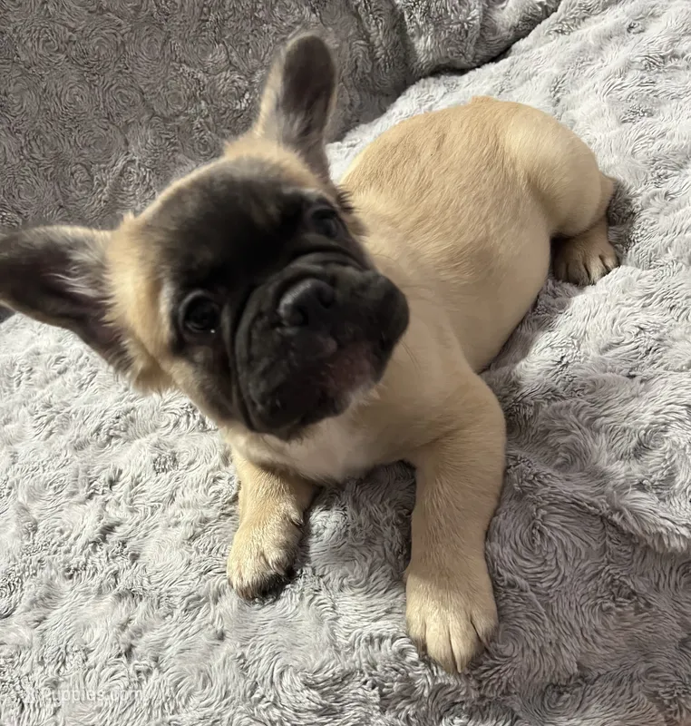 Freddy – French Bulldog puppy for sale in Reno, NV