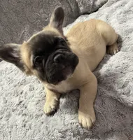 Freddy, a male French Bulldog for sale in Reno, NV – 1 of 8