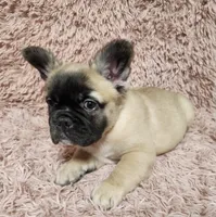 Freddy, a male French Bulldog for sale in Reno, NV – 2 of 8